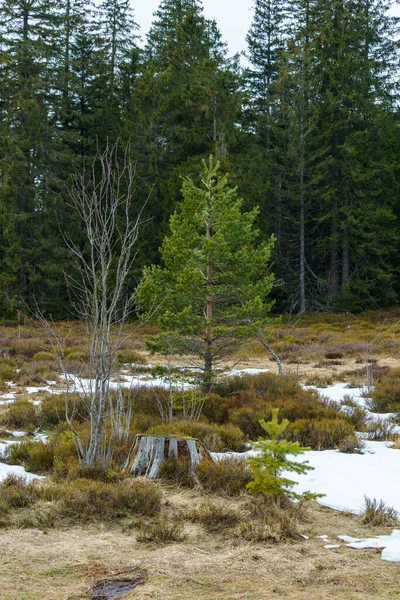 Paisagem Caminho Lothar Floresta Negra Inverno Com Neve Céu Azul — Fotografia de Stock