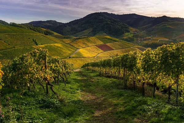 Almanya 'nın Durbach kentindeki üzüm bağları gün batımında, Kara Orman Dağları' nda altın saatinde