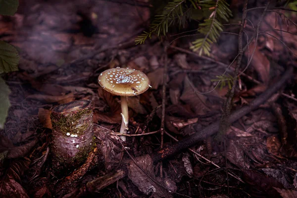 Mushroom in a moody forest environment