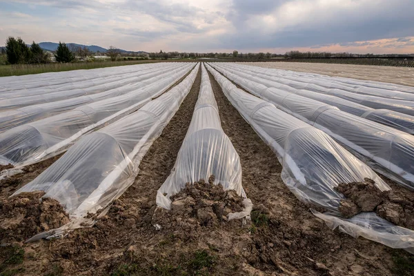 Kuşkonmaz bitkileri yaz boyunca güzel eğreltiotu yapraklarıyla uzar..