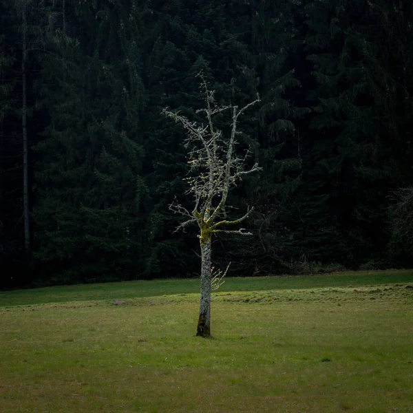 Ensamt Träd Fältet Schwarzwald Tyskland Europa — Stockfoto