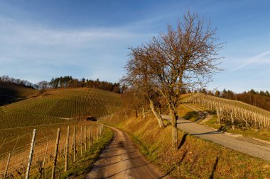 Durbach 'taki Stauffenberg Şatosu. Almanya' daki Kara Orman Bölgesi.