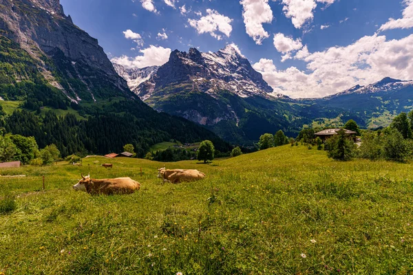 瑞士阿尔卑斯山前景中的奶牛 — 图库照片