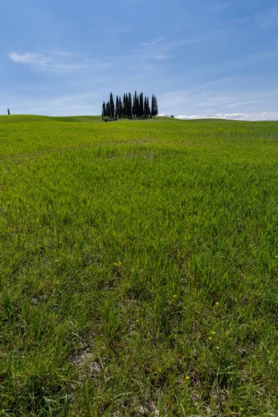 Circle Cypress Trees Torrenieri Heart Tuscany Italy — Stock Photo, Image