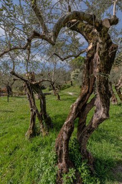 Sirmione manzaralı Lago di Garda (Garda Gölü) kasabası. İtalya 'nın Lombardiya bölgesinde turizm beldesi