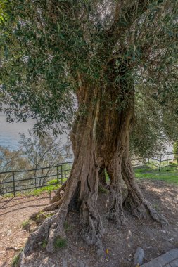 Sirmione manzaralı Lago di Garda (Garda Gölü) kasabası. İtalya 'nın Lombardiya bölgesinde turizm beldesi