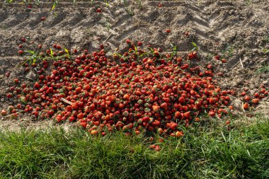 Çürümüş çilekler tarlada yatıyor. Tarım çöpleri satılmazdı çünkü yenemezdi..