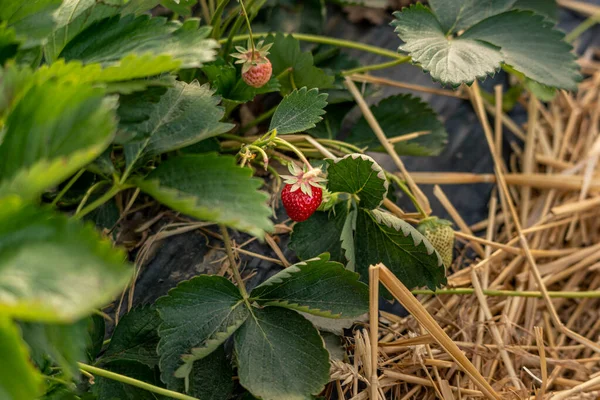 Magníficas Plantas Fresa Invernadero Túnel Fresas Cultivo Protegido Ubicación Alemania —  Fotos de Stock