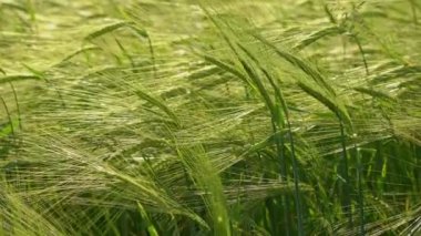 Tarlada yetişen çavdar yeşili. Çavdar ekmeği yakın. Bayat mısır gevreği. Poaceae Ailesi.