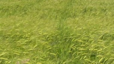 Tarlada yetişen çavdar yeşili. Çavdar ekmeği yakın. Bayat mısır gevreği. Poaceae Ailesi.