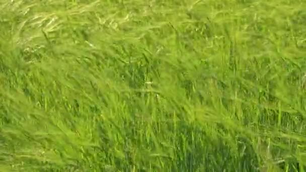 Rye Hijau Tumbuh Lapangan Tutup Telingamu Secale Cereale Keluarga Poaceae — Stok Video