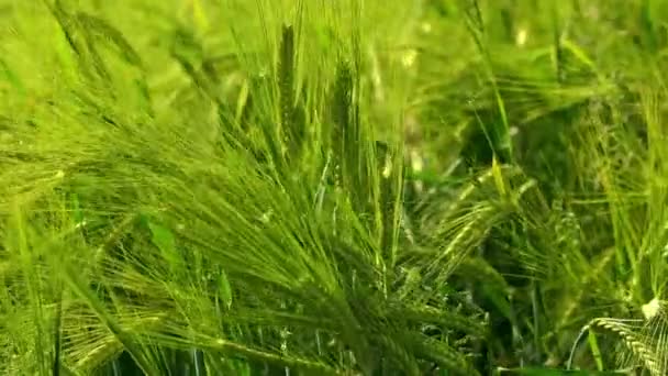Rye Green Growing Field Rye Ear Close Secale Cereale Poaceae — Stock Video