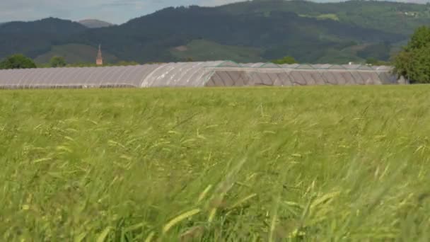 Grote Agrarische Zomer Maïs Rogge Veld Voorkant Van Landbouw Tunnel — Stockvideo