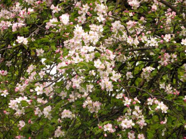 Bahçede çiçek açan elma ağacı