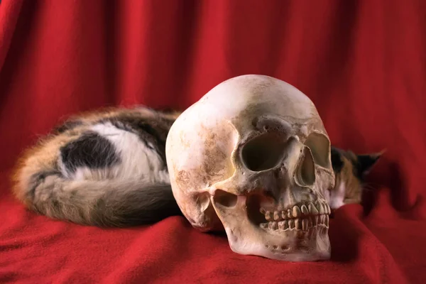 The cat lies near the skull on a red background. closeup sleeping cat with remains.
