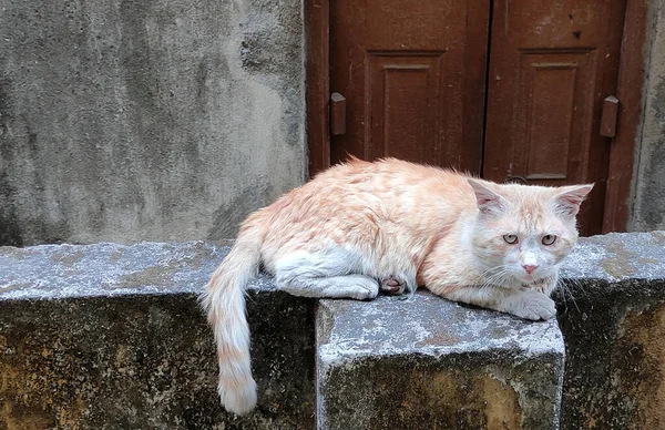 Duvarda Bir Kedi Oturuyor Tembel Bir Öğleden Sonra Dinleniyor — Stok fotoğraf