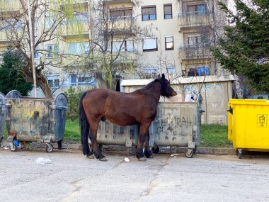 kahverengi at çöp kutusunun yanında.