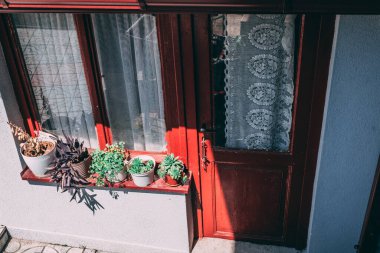 Terastaki saksılarda güzel ev bitkileri