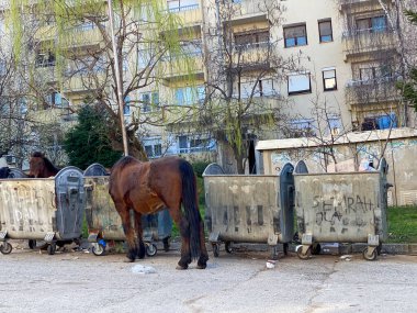Kahverengi atlar çöp kutusunun yanında.
