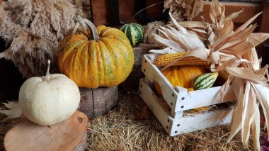 Cadılar Bayramı 'nda balkabağı, sonbahar arkaplanı. Tatil için açık hava dekorasyonları