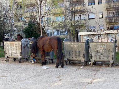 Kahverengi atlar çöp kutusunun yanında.