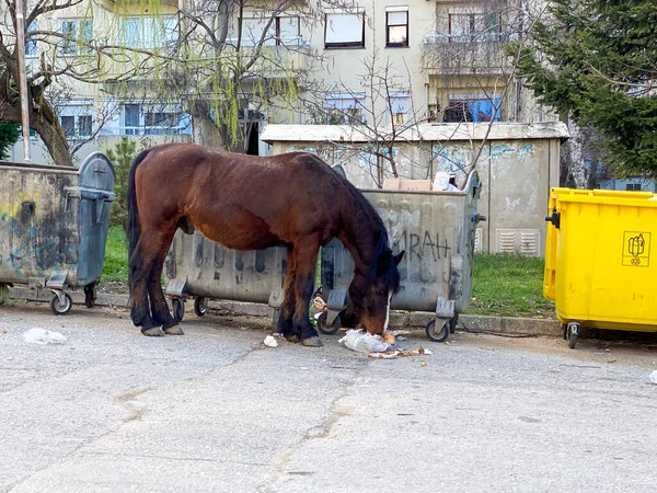 brown horse near trash bin