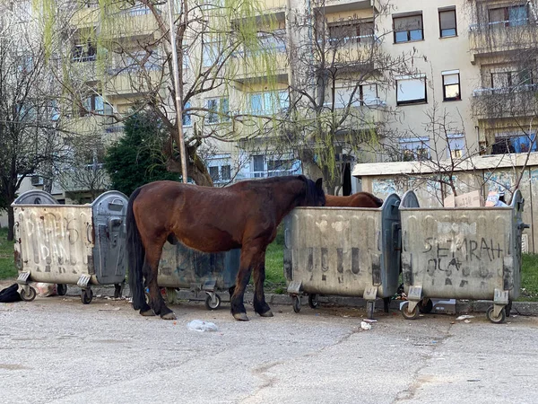 brown horses near trash bin