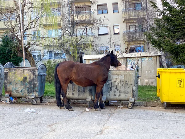 brown horse near trash bin