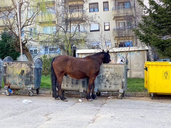 Brown Horse Trash Bin — Stock Photo, Image