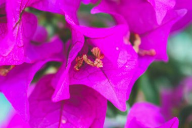 Batı Hindistan 'ın güzel pembe yaprakları Su damlacıklarıyla parlıyor