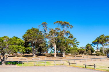 Parktaki yeşil ağaçlar 