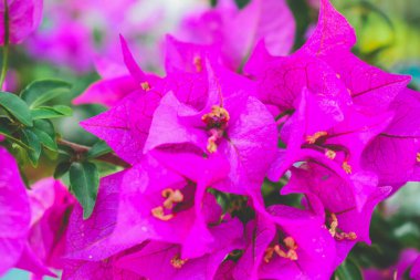 Batı Hindistan 'ın güzel pembe yaprakları Su damlacıklarıyla parlıyor