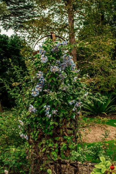Hermosas Flores Jardín Botánico Geelong Australia — Foto de Stock