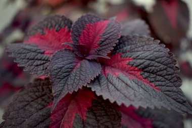 Arkaplanı bulanık güzel kırmızı ve siyah yapraklar.