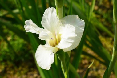 Yeşil çimen tarlasında açan güzel beyaz bir gladiolus çiçeğinin yakın plan fotoğrafı..