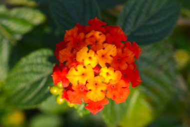 Bahçede açan güzel, büyük bir yaprak lantana çiçeği..