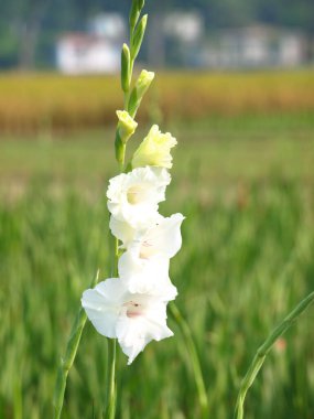 Arkaplanı bulanıklaştıran bir grup çiçek.