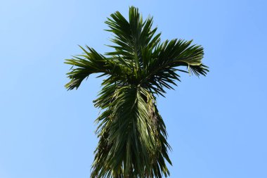 Asyalı palmiye ağacının güzel bir portresi.