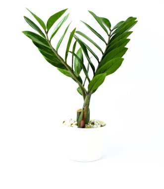 İzole bir arka planda beyaz bir tencerede minyatür yeşil bir ağaç.