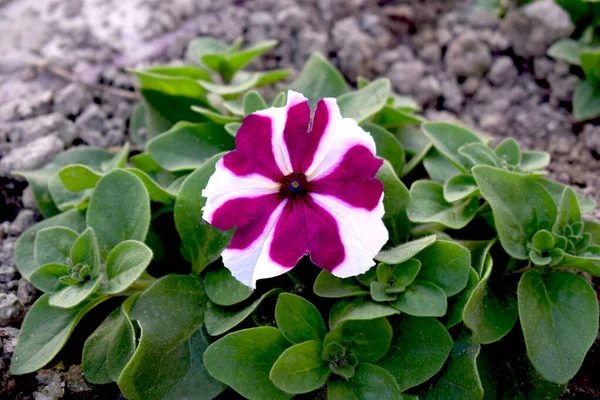 Egy Periwinkle Virág Lila Fehér Szirmok Amelyek Zöld Levelek Talaj — Stock Fotó