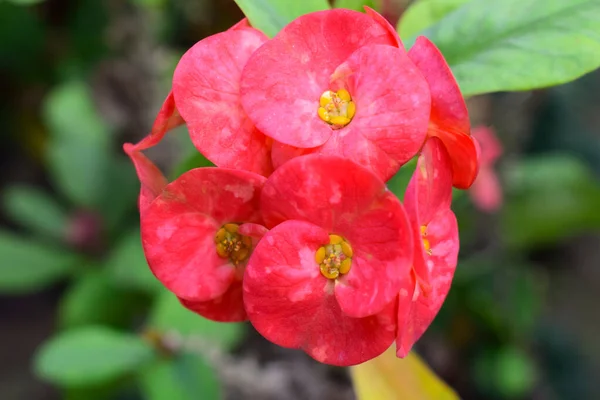 Красивая Розовая Euphorbia Millii Цветущая Саду — стоковое фото