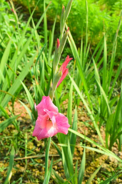 Розовый Одинокий Цветок Гладиолуса Цветущий Цветочном Поле — стоковое фото