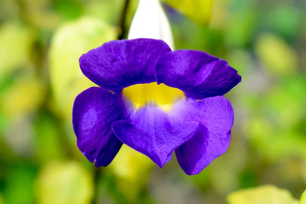 一幅美丽的 盛开的 背景模糊的紫色孟加拉钟葡萄藤的肖像 — 图库照片