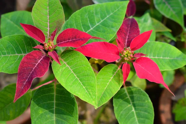 Coppia Bellissimi Fiori Poinsettia Con Sfondo Sfocato — Foto Stock