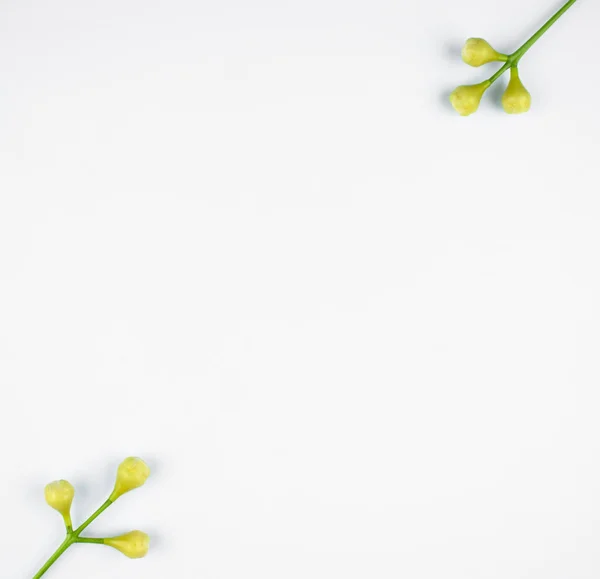 Zwei Kleine Weiße Blütenknospen Mit Drei Weißen Knospen Auf Weißem — Stockfoto