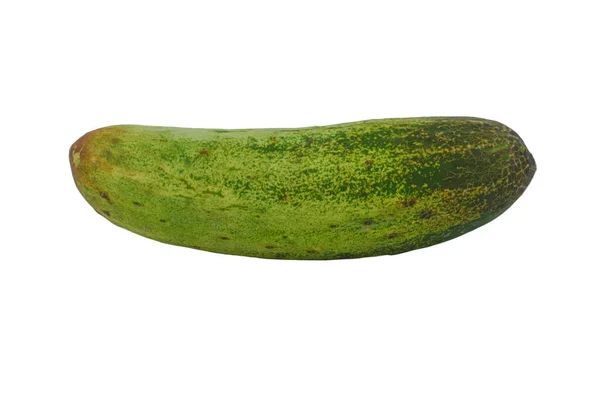 一种绿色 中等大小的黄瓜 在空白的白色背景中隔离 — 图库照片