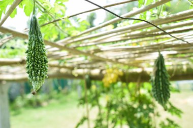 Kırsal bir tarlada ahşap bir çitten sarkan yeşil renkli kavun.