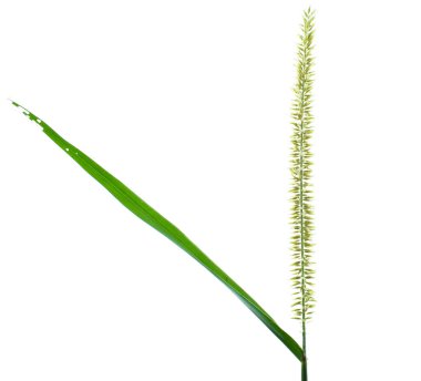 Tek açık yeşil pirinç ağacı boş beyaz izole bir arkaplanın önüne konur.