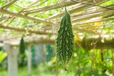 Kırsal bir tarlada ahşap bir çitten sarkan tek yeşil kavun.