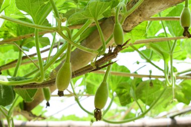 Tahta bir çitten sarkan üç taze yeşil renkli kabak tomurcuğu.